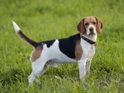 Beagle Köpeği