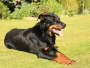 Beauceron Köpeği