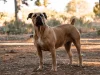 Boerboel Köpeği