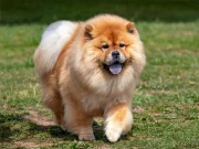 Chow Chow Köpeği