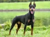 Dobermann Pinscher Köpeği