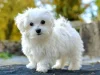 Maltese (Malta Terrier) Köpeği