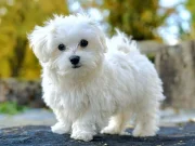 Maltese (Malta Terrier) Köpeği