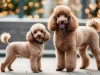 Poodle (Toy & Miniature) Köpeği