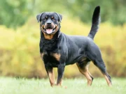 Rottweiler Köpeği