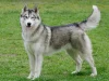 Sibirya Kurdu (Husky) Köpeği