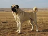 Kangal Çoban Köpeği
