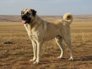 Kangal Çoban Köpeği
