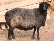 Karakul (Karagül) Koyunu